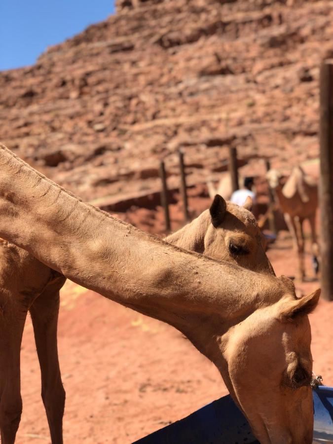 Rum Desert Princess Camp Wadi Rum Exterior foto