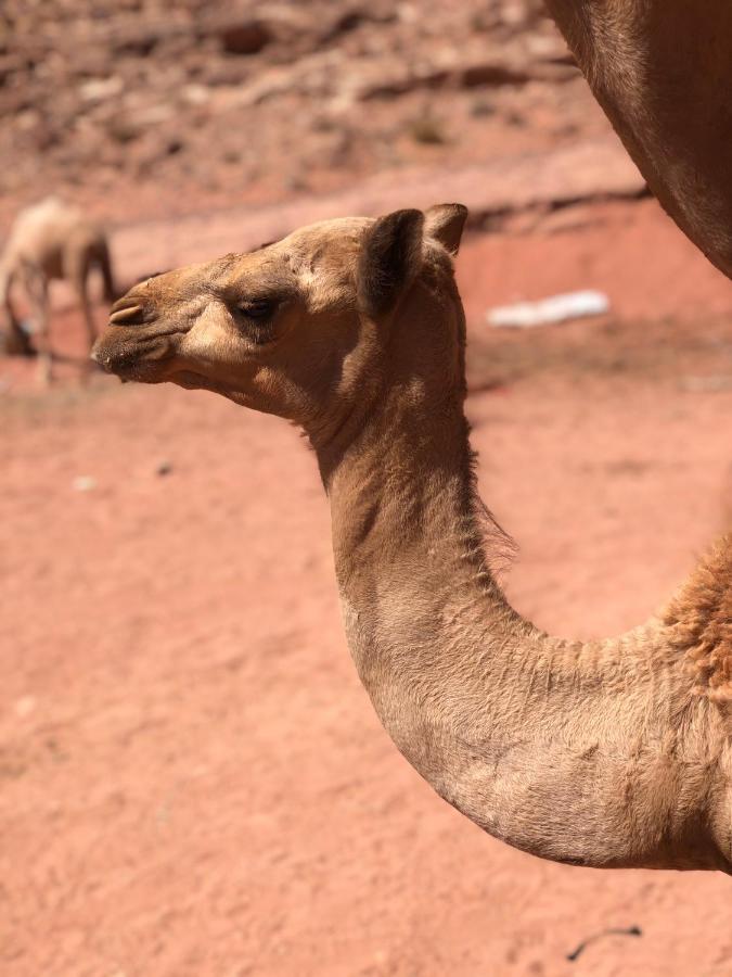 Rum Desert Princess Camp Wadi Rum Exterior foto